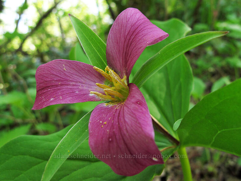 trillium (Trillium ovatum) [Hamilton Mountain Trail, Beacon Rock State Park, Skamania County, Washington]