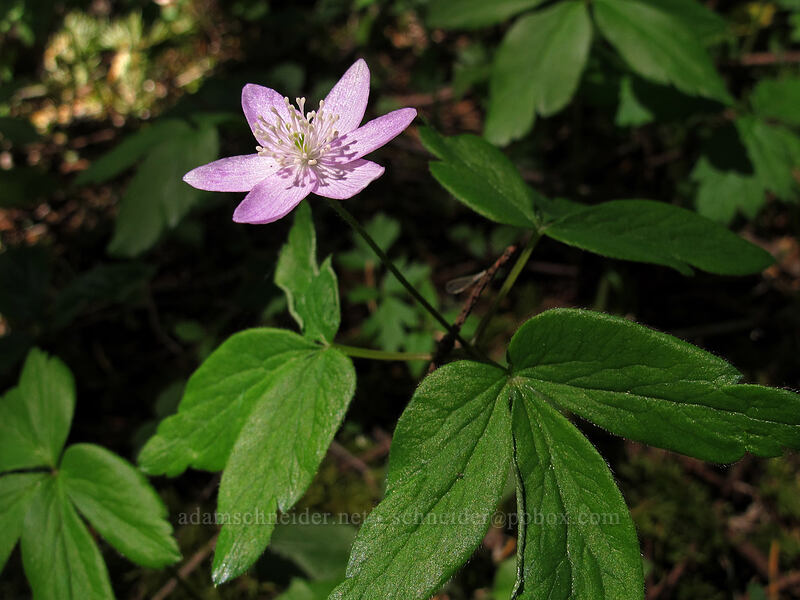 Oregon anemone (Anemone oregana (Anemonoides oregana)) [Hamilton Mountain Equestrian Trail, Beacon Rock State Park, Skamania County, Washington]