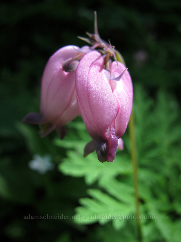 bleeding hearts (Dicentra formosa) [Hamilton Mountain Equestrian Trail, Beacon Rock State Park, Skamania County, Washington]