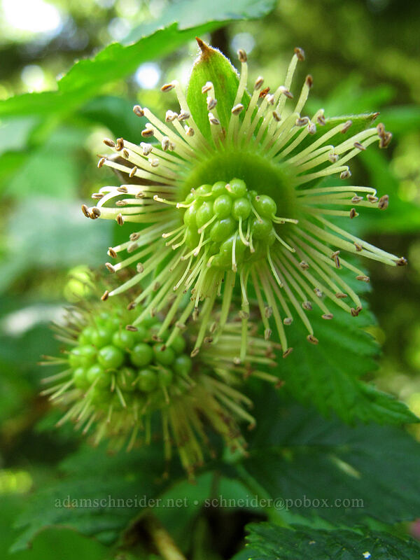 salmonberries, going to seed (Rubus spectabilis) [Hamilton Mountain Equestrian Trail, Beacon Rock State Park, Skamania County, Washington]