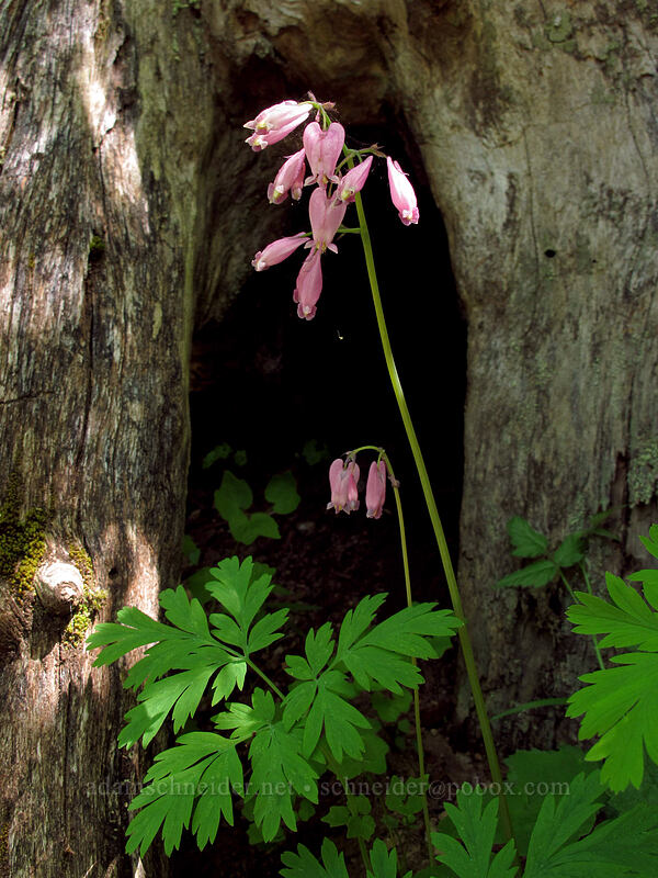 bleeding hearts (Dicentra formosa) [Hardy Creek Trail, Beacon Rock State Park, Skamania County, Washington]