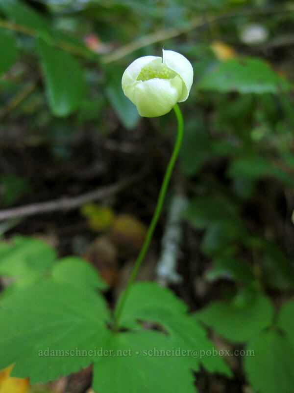 budding windflower (Anemone deltoidea (Anemonastrum deltoideum)) [Hardy Creek Trail, Beacon Rock State Park, Skamania County, Washington]