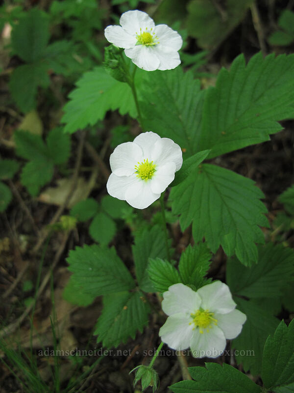 wild strawberry flowers (Fragaria vesca) [Hamilton Mountain Trail, Beacon Rock State Park, Skamania County, Washington]
