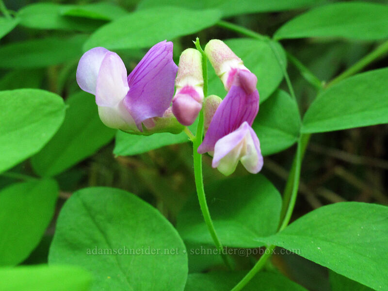 Sierra pea-vine (Lathyrus nevadensis) [Hamilton Mountain Trail, Beacon Rock State Park, Skamania County, Washington]