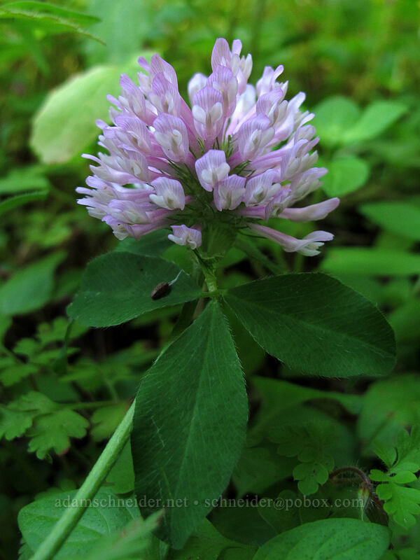 red clover (Trifolium pratense) [Gorge Trail #400, John B. Yeon State Park, Multnomah County, Oregon]
