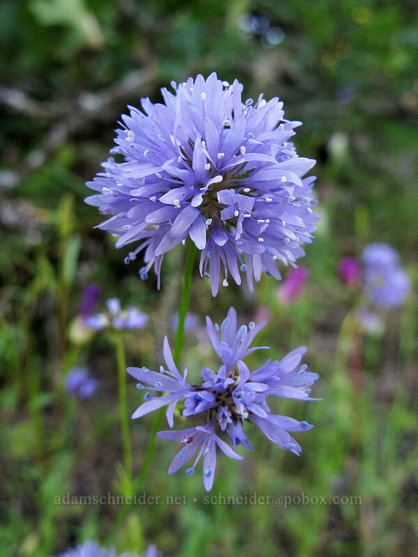 blue-headed gilia (Gilia capitata) [Munra Point Trail, John B. Yeon State Park, Multnomah County, Oregon]