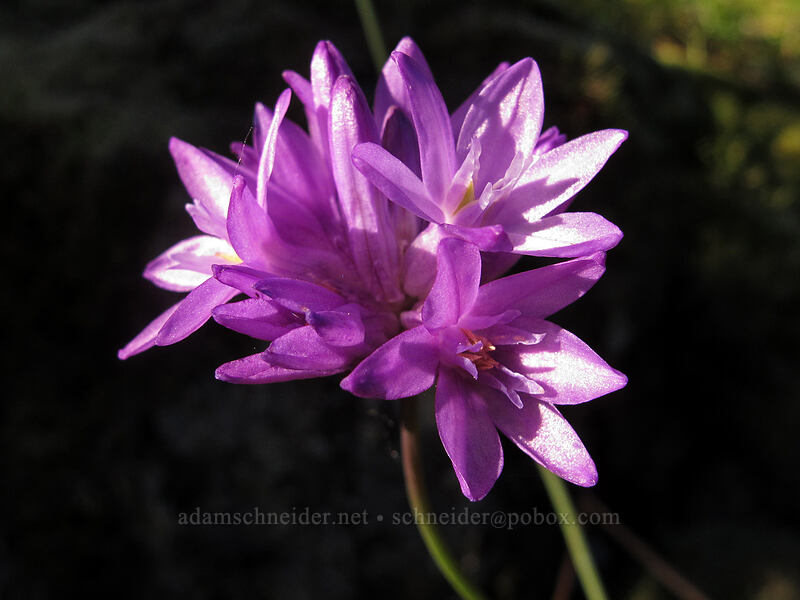 fork-tooth ookow (Dichelostemma congestum (Brodiaea congesta)) [Munra Point Trail, John B. Yeon State Park, Multnomah County, Oregon]
