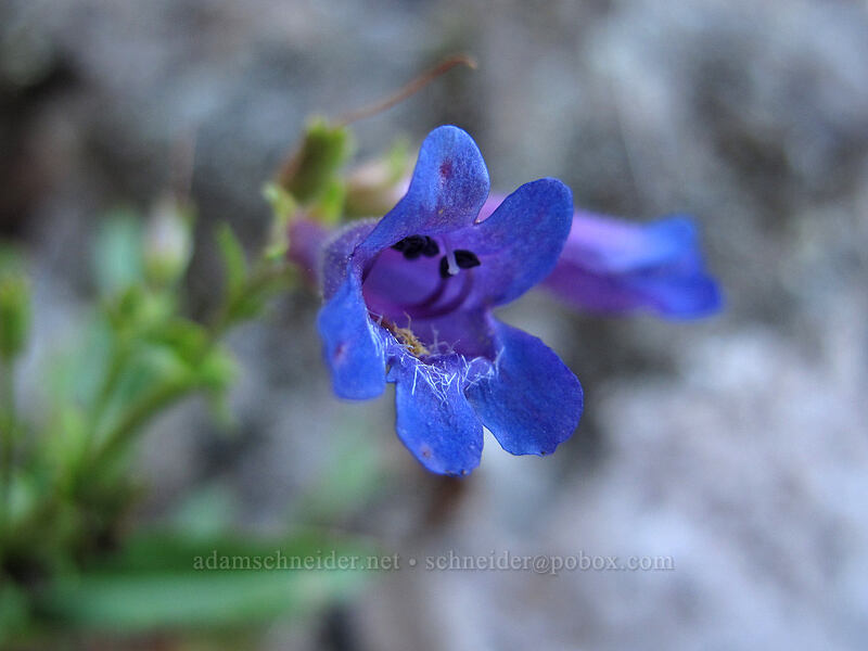penstemon (Penstemon sp.) [Munra Point Trail, John B. Yeon State Park, Multnomah County, Oregon]