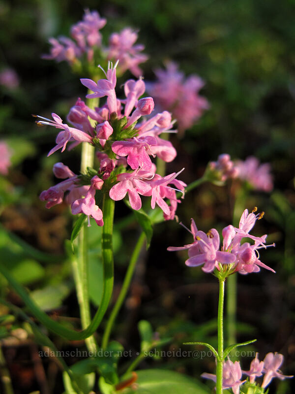 rosy plectritis (Plectritis congesta) [Munra Point Trail, John B. Yeon State Park, Multnomah County, Oregon]