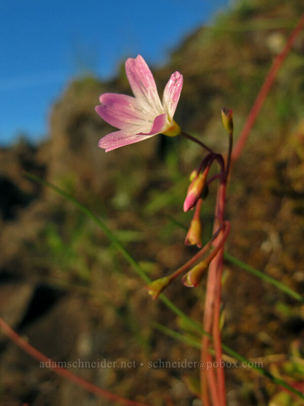 little-leaf montia (Montia parvifolia) [Munra Point, John B. Yeon State Park, Multnomah County, Oregon]