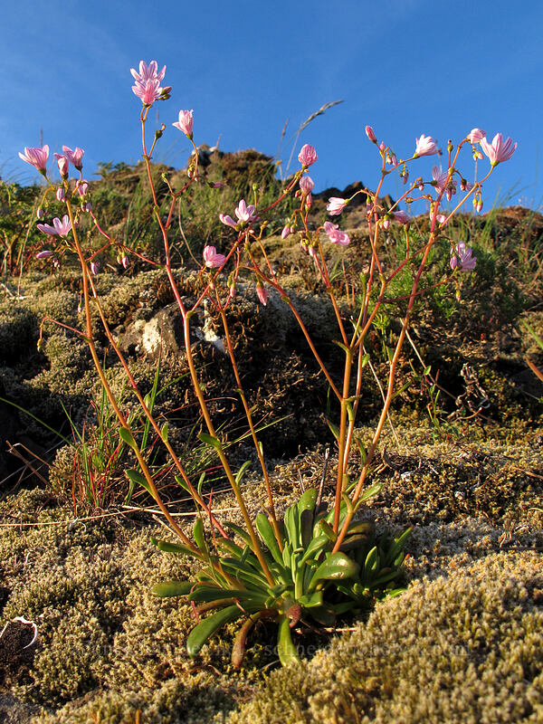 Columbia lewisia (Lewisia columbiana) [Munra Point, John B. Yeon State Park, Multnomah County, Oregon]