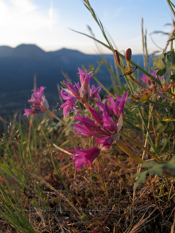 taper-tip onion (Allium acuminatum) [Munra Point, John B. Yeon State Park, Multnomah County, Oregon]