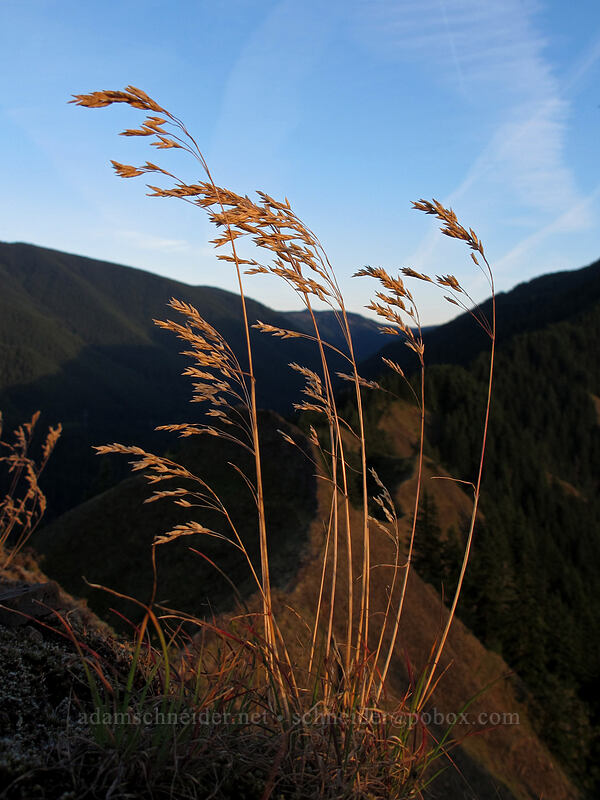 grass [Munra Point, John B. Yeon State Park, Multnomah County, Oregon]