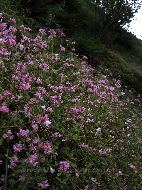 rosy plectritis (Plectritis congesta) [Munra Point Trail, John B. Yeon State Park, Multnomah County, Oregon]