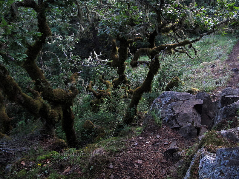 oak trees at twilight (Quercus garryana) [Munra Point Trail, John B. Yeon State Park, Multnomah County, Oregon]