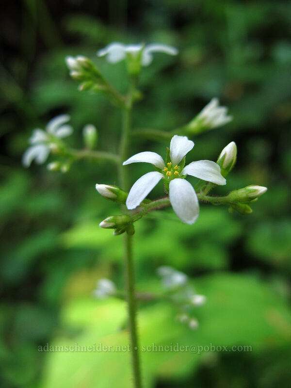 coast boykinia (Boykinia occidentalis) [Saddle Mountain Trail, Clatsop County, Oregon]