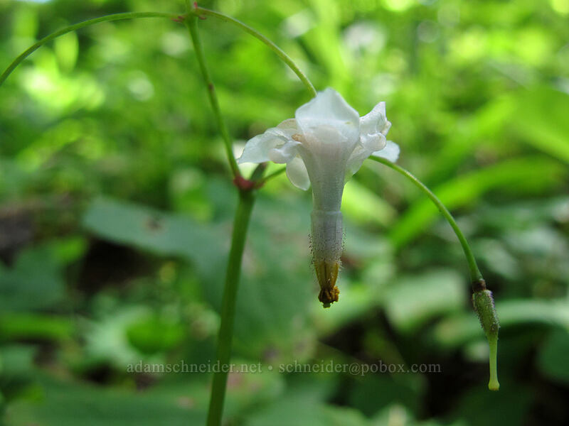 northern inside-out flower (Vancouveria hexandra) [Saddle Mountain Trail, Clatsop County, Oregon]