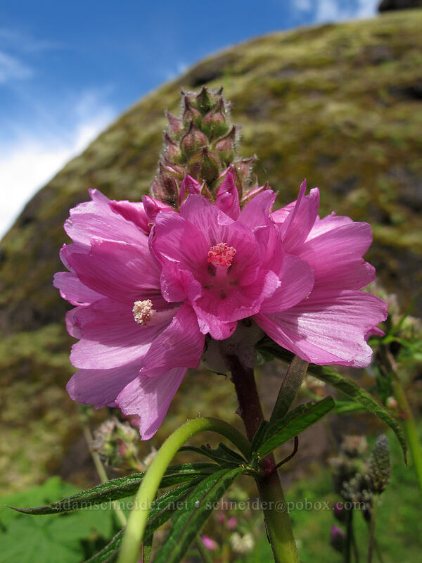 hairy-stemmed checker-mallow (Sidalcea hirtipes) [Saddle Mountain Trail, Clatsop County, Oregon]