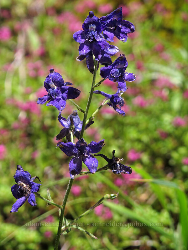 larkspur (Delphinium sp.) [Saddle Mountain Trail, Clatsop County, Oregon]