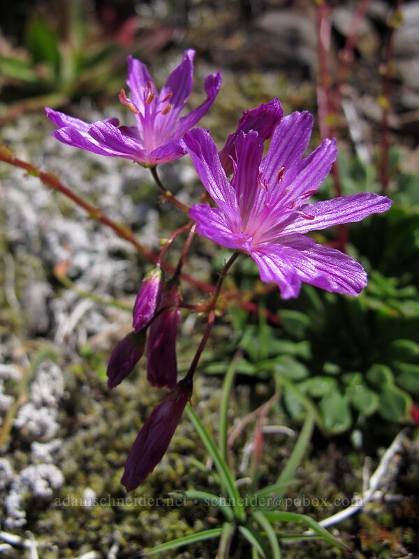 rosy Columbia lewisia (Lewisia columbiana var. rupicola) [Saddle Mountain Trail, Clatsop County, Oregon]