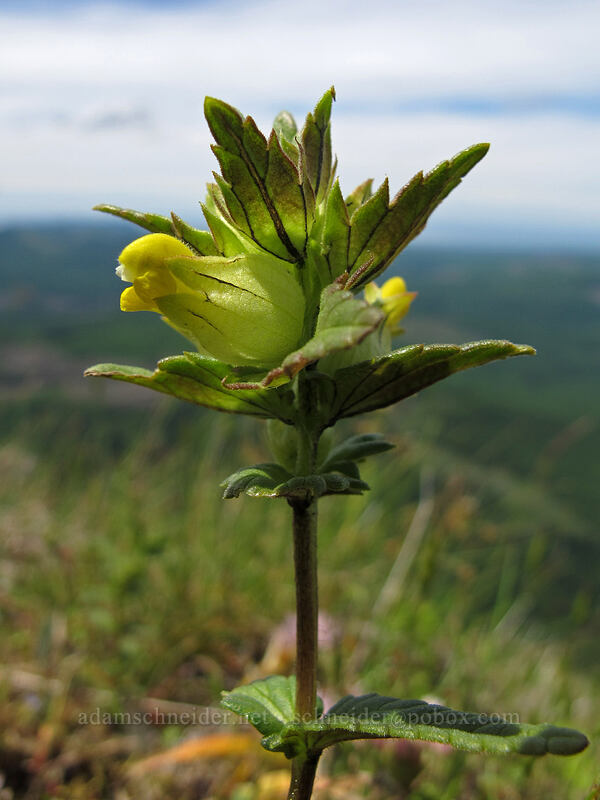 yellow rattle (Rhinanthus groenlandicus (Rhinanthus minor ssp. groenlandicus)) [Saddle Mountain Trail, Clatsop County, Oregon]