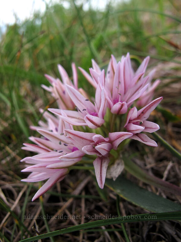 scalloped onion (Allium crenulatum) [Saddle Mountain Trail, Clatsop County, Oregon]