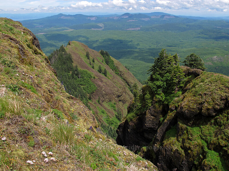 north side of Saddle Mountain [Saddle Mountain Trail, Clatsop County, Oregon]