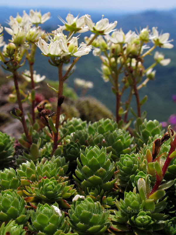 yellow-dot saxifrage (Saxifraga bronchialis ssp. vespertina (Saxifraga vespertina)) [Saddle Mountain summit, Clatsop County, Oregon]