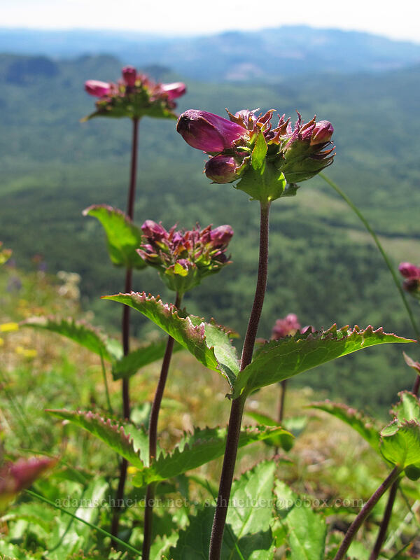 coast penstemon (Penstemon serrulatus) [Saddle Mountain Trail, Clatsop County, Oregon]