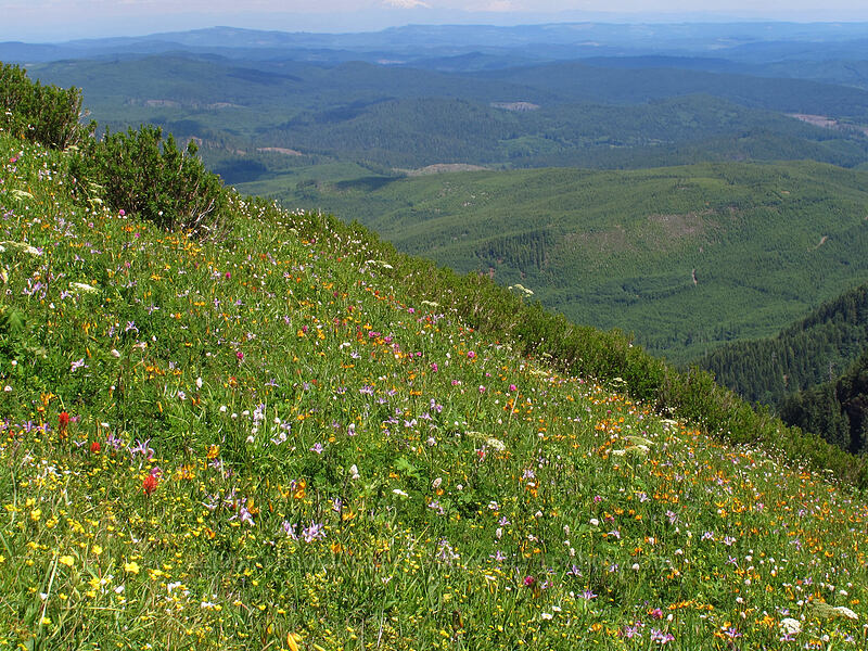 wildflowers [Saddle Mountain Trail, Clatsop County, Oregon]