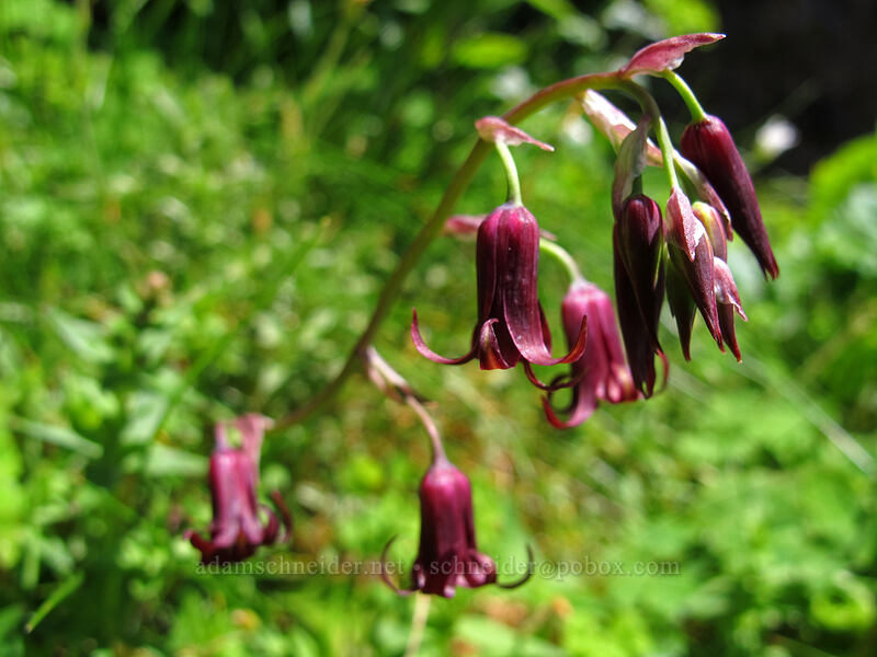 bronze bells (Anticlea occidentalis (Stenanthium occidentale)) [Saddle Mountain Trail, Clatsop County, Oregon]