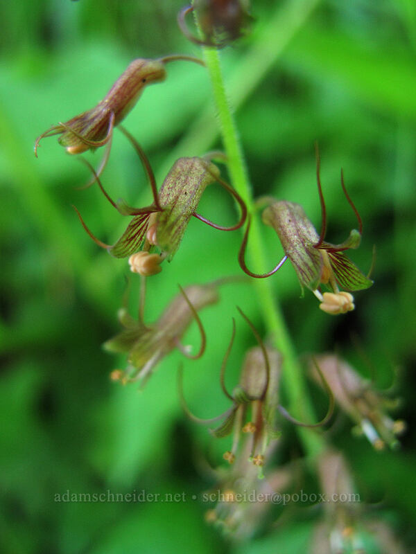 piggy-back plant (Tolmiea menziesii) [Saddle Mountain Trail, Clatsop County, Oregon]