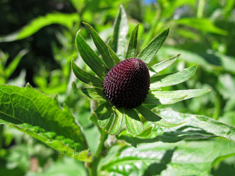 western coneflower (Rudbeckia occidentalis) [Saddle Mountain Trail, Clatsop County, Oregon]