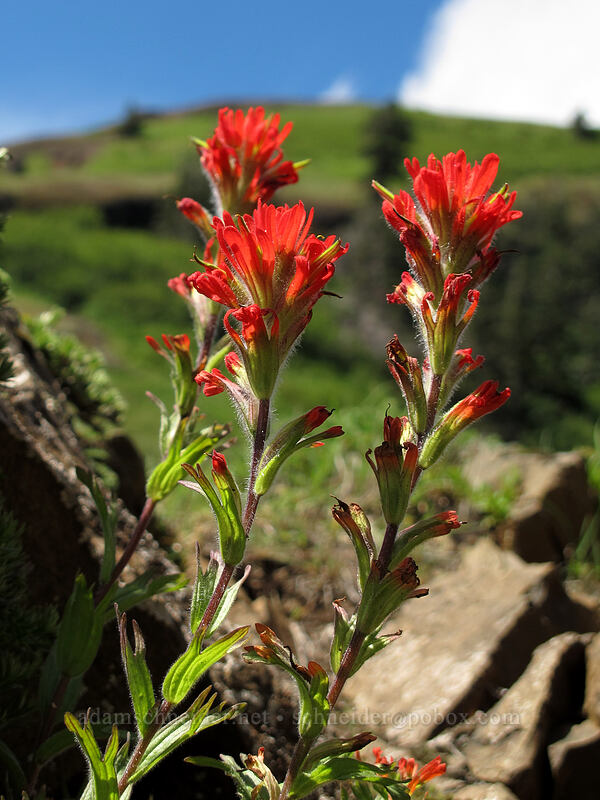 harsh paintbrush (Castilleja hispida) [Saddle Mountain Trail, Clatsop County, Oregon]