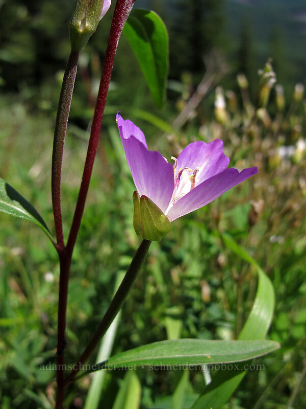 farewell-to-spring (Clarkia amoena) [Saddle Mountain Trail, Clatsop County, Oregon]