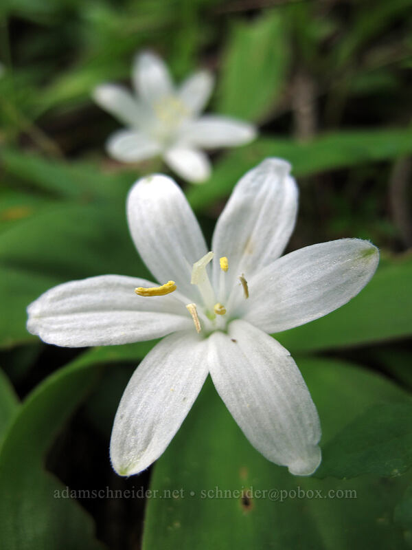 bead lily (Clintonia uniflora) [Saddle Mountain Trail, Clatsop County, Oregon]