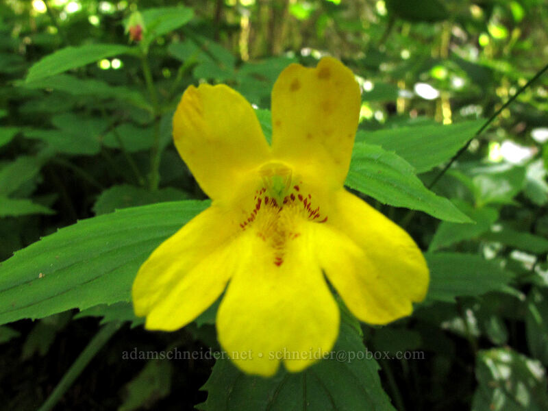 tooth-leaved monkeyflower (Erythranthe dentata (Mimulus dentatus)) [Saddle Mountain Trail, Clatsop County, Oregon]