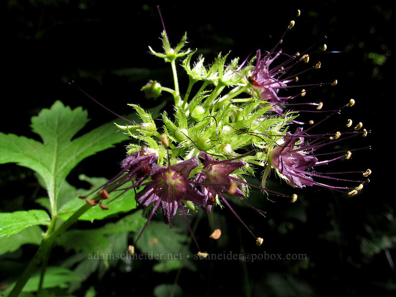 slender-stemmed waterleaf (Hydrophyllum tenuipes) [Saddle Mountain Trail, Clatsop County, Oregon]
