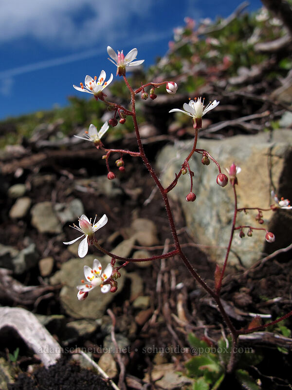 rusty saxifrage (Micranthes ferruginea (Saxifraga ferruginea)) [Ed's Trail, Silver Star Mountain, Gifford Pinchot Nat'l Forest, Skamania County, Washington]