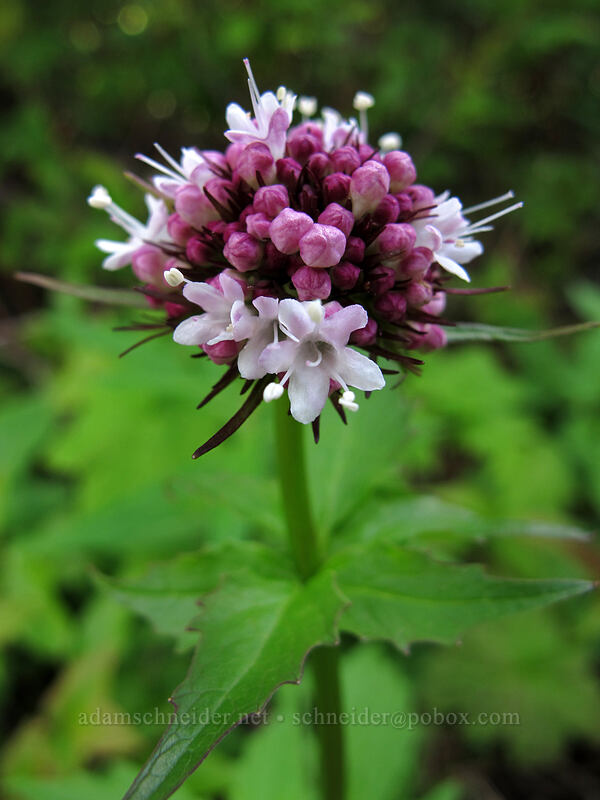 Sitka valerian (Valeriana sitchensis) [Ed's Trail, Silver Star Mountain, Gifford Pinchot Nat'l Forest, Skamania County, Washington]