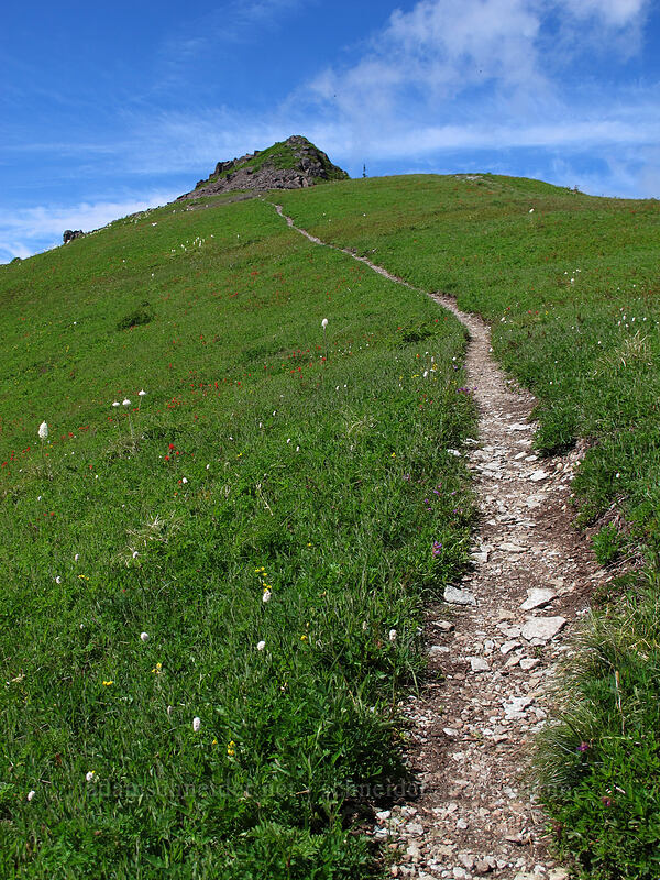 the trail [Ed's Trail, Silver Star Mountain, Gifford Pinchot Nat'l Forest, Skamania County, Washington]