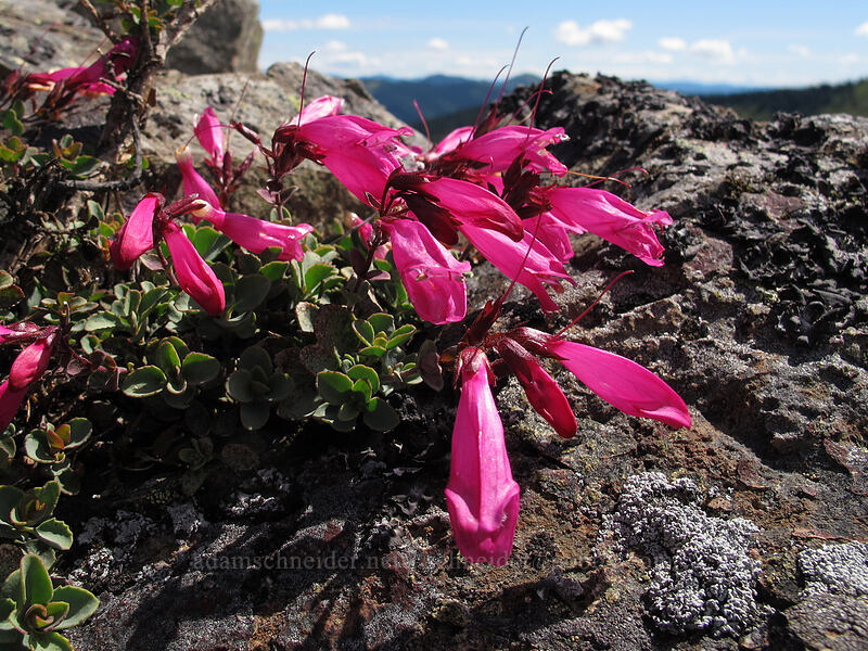 cliff penstemon (Penstemon rupicola) [Ed's Trail, Silver Star Mountain, Gifford Pinchot Nat'l Forest, Skamania County, Washington]