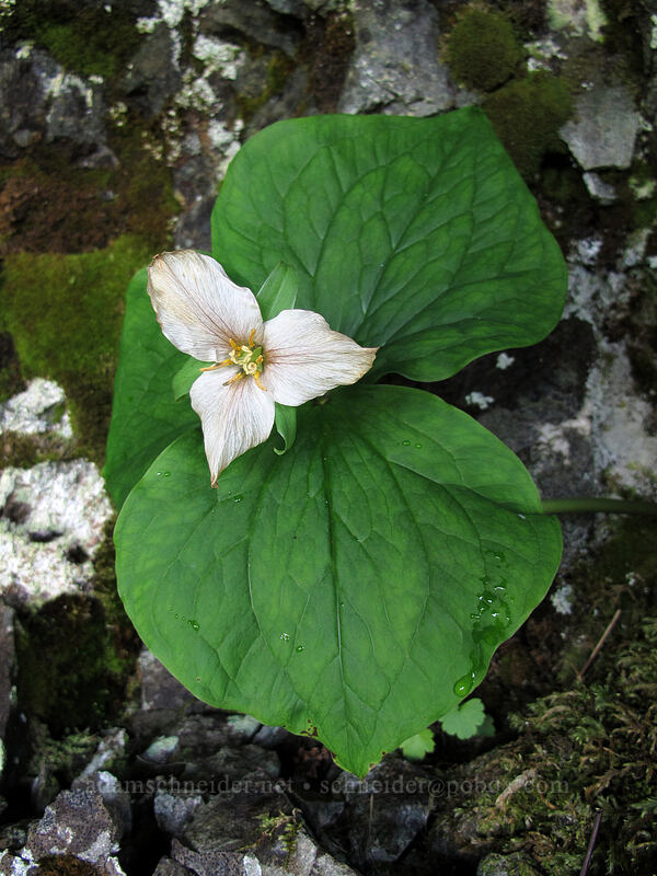trillium in a 