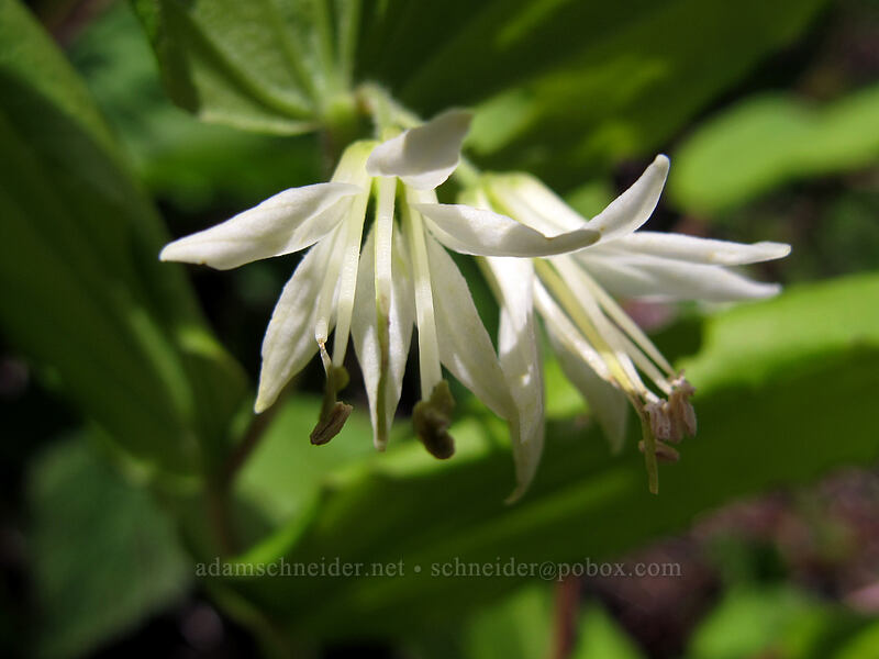 Hooker's fairy bells (Prosartes hookeri (Disporum hookeri)) [Ed's Trail, Silver Star Mountain, Gifford Pinchot Nat'l Forest, Skamania County, Washington]