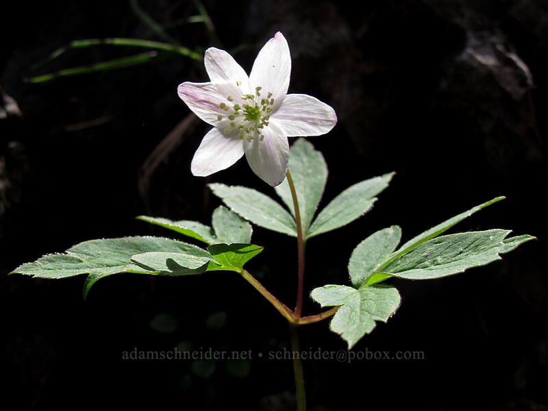 Oregon anemone (Anemone oregana (Anemonoides oregana)) [Ed's Trail, Silver Star Mountain, Gifford Pinchot Nat'l Forest, Skamania County, Washington]