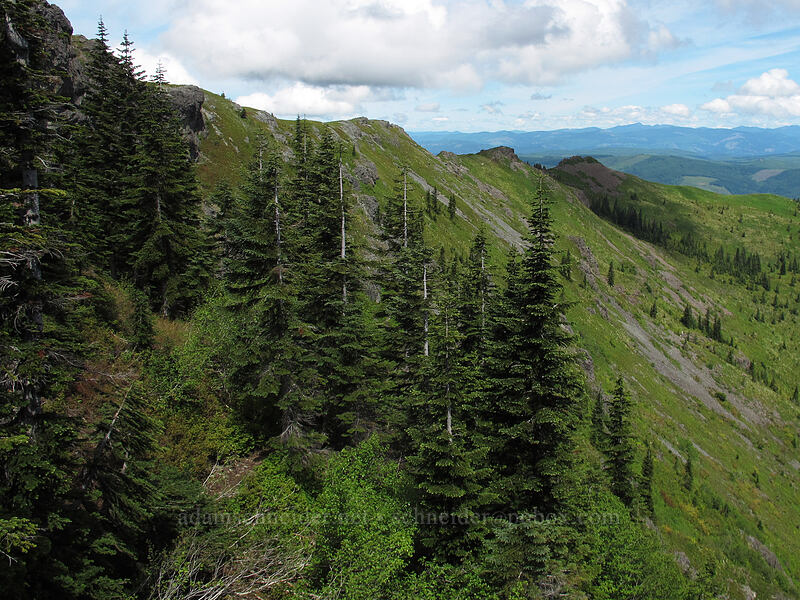 east side of Silver Star Mountain [Ed's Trail, Silver Star Mountain, Gifford Pinchot Nat'l Forest, Skamania County, Washington]