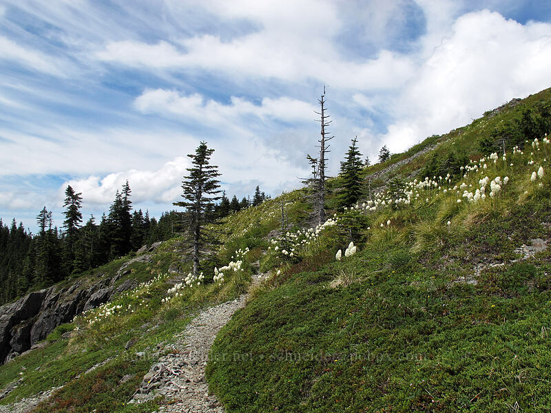 beargrass (Xerophyllum tenax) [Ed's Trail, Silver Star Mountain, Gifford Pinchot Nat'l Forest, Skamania County, Washington]