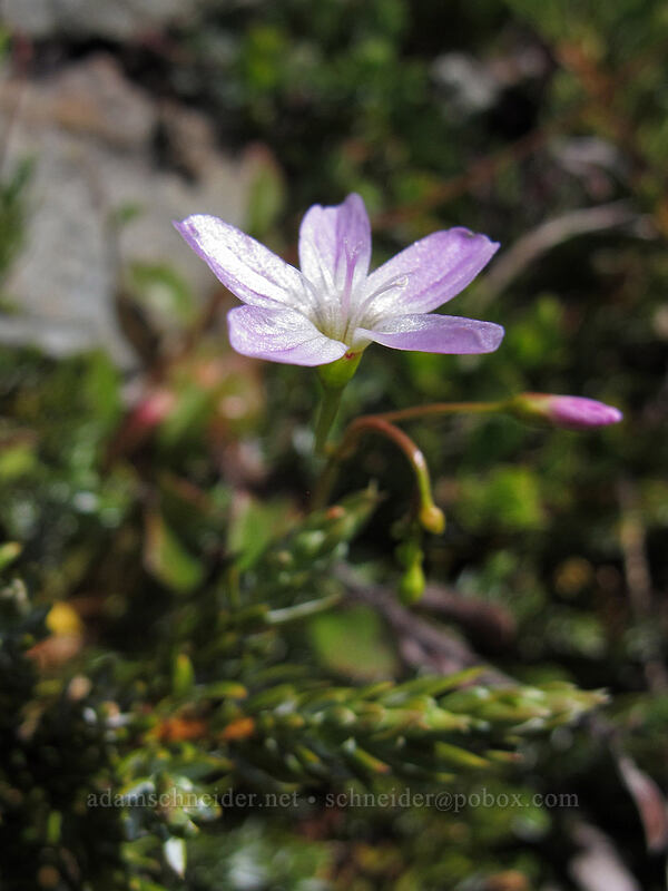 little-leaf montia (Montia parvifolia (Claytonia parvifolia)) [Ed's Trail, Silver Star Mountain, Gifford Pinchot Nat'l Forest, Skamania County, Washington]