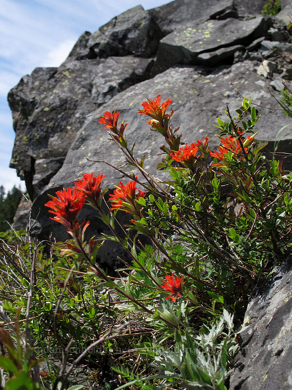 paintbrush (Castilleja hispida) [Ed's Trail, Silver Star Mountain, Gifford Pinchot Nat'l Forest, Skamania County, Washington]