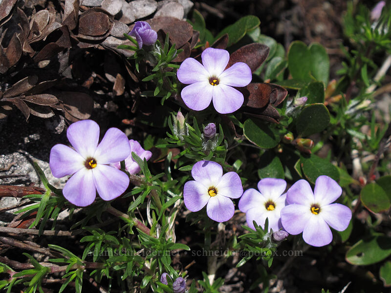 phlox (Phlox diffusa) [Ed's Trail, Silver Star Mountain, Gifford Pinchot Nat'l Forest, Skamania County, Washington]